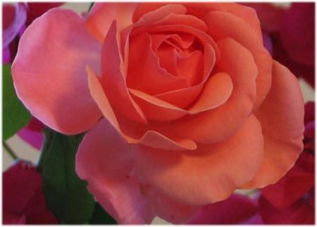 une fleur d'amour